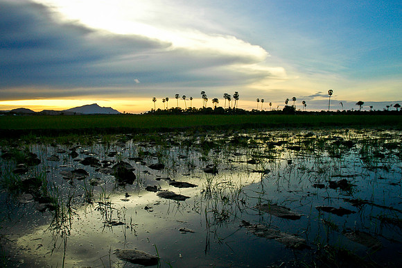Rice field, Vemasse