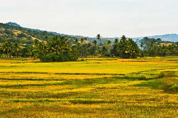 Rice field, Laleia