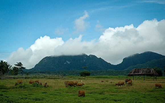 Mehara
