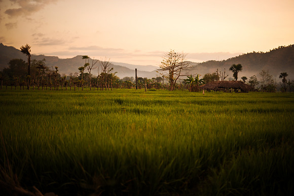 Rice field, Hera