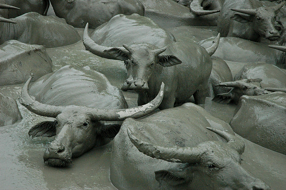 Water buffalo, Laivai