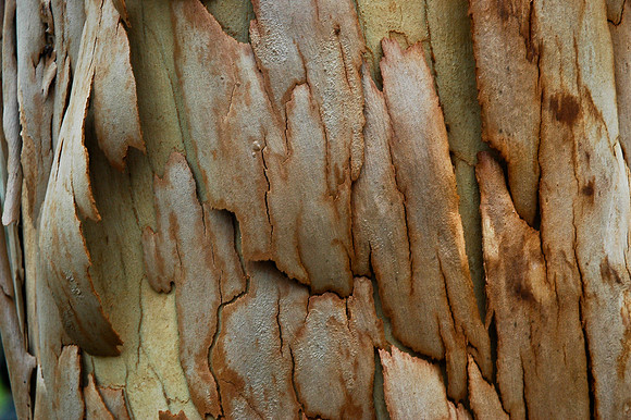 Eucalyptus bark