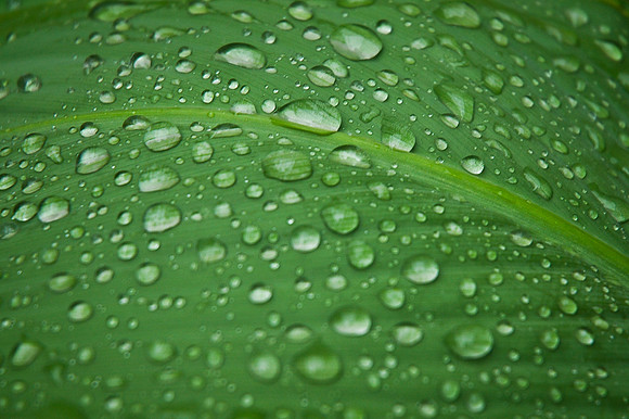 Morning dew