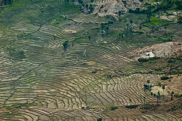Rice field, Seisal