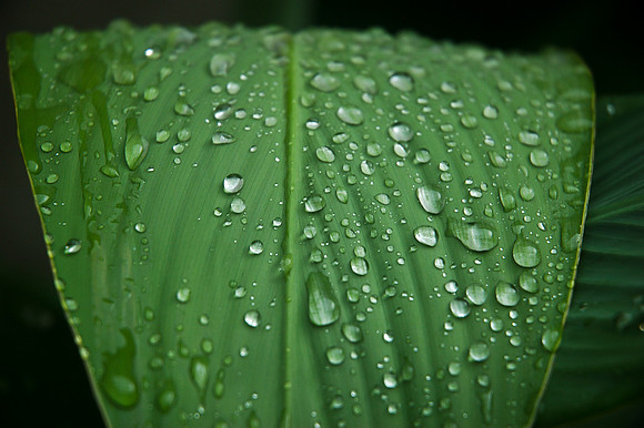 Morning dew