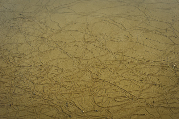 Dry land, Beto tasi